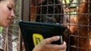 Orangutans Go Ape for iPads